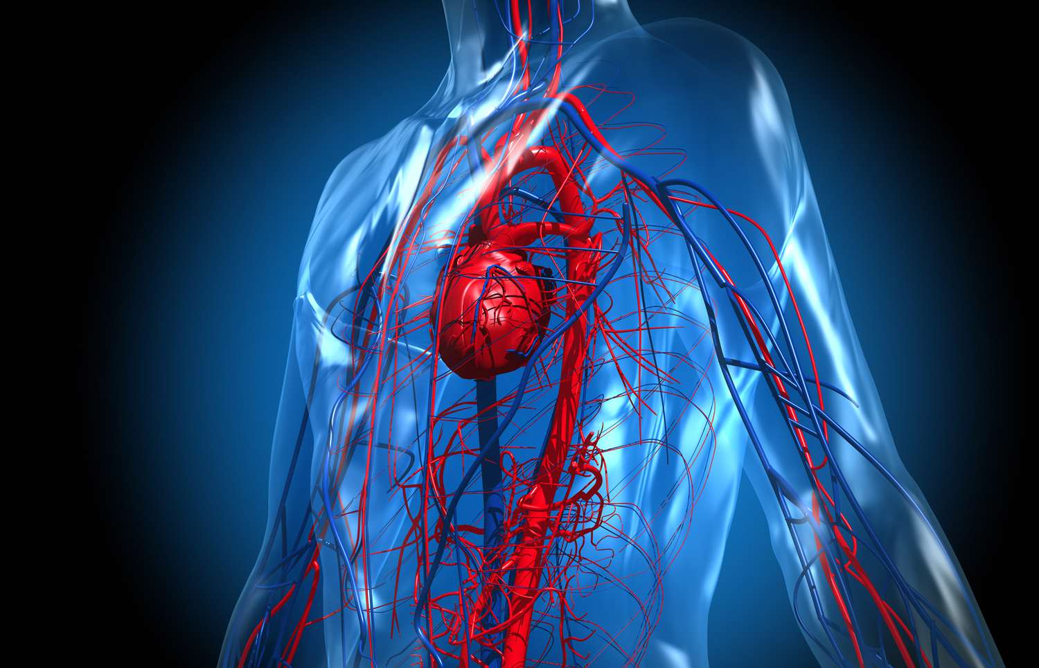 Heart Circulation Note